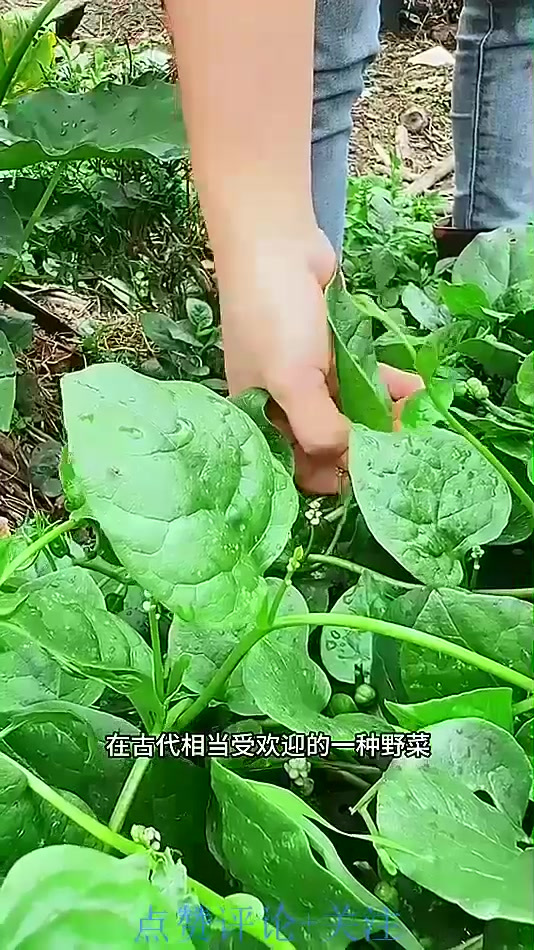 在古代相当受欢迎的一种野菜,它就是木耳菜,又名潺菜、胭脂菜