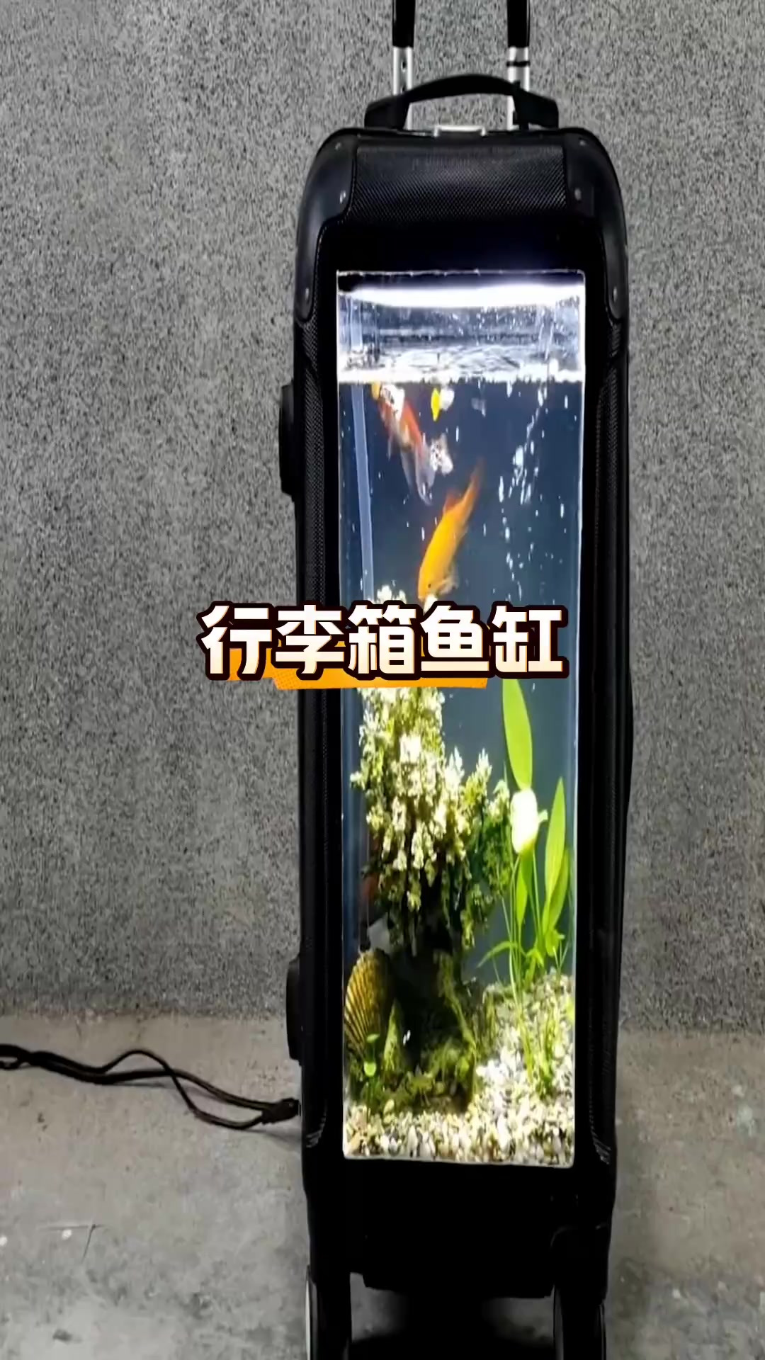 将闲置行李箱改造成创意鱼缸,变废为宝,惊艳家人朋友!