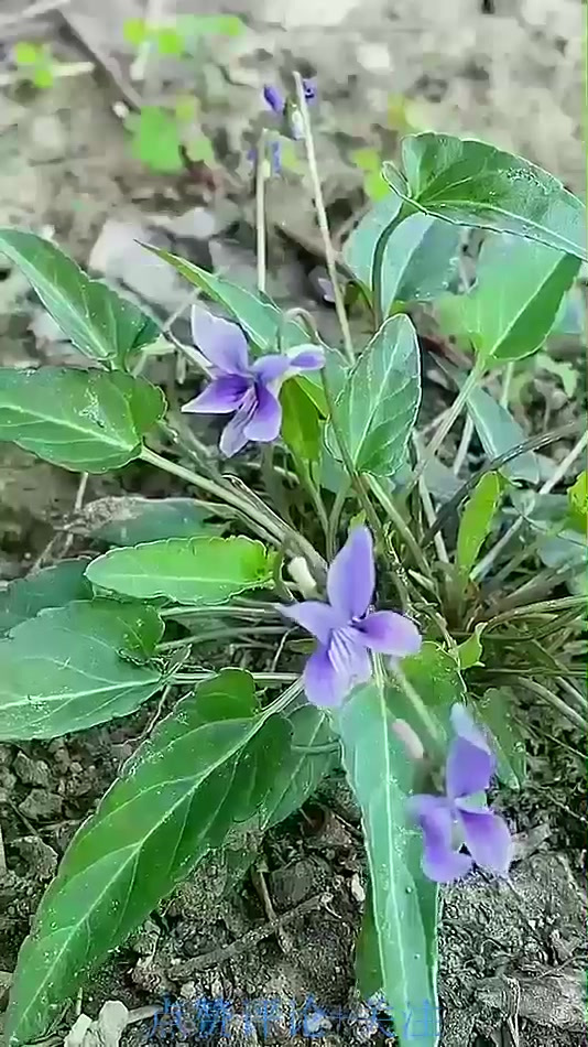 农村常见的二十二种野菜，看看你认识多少