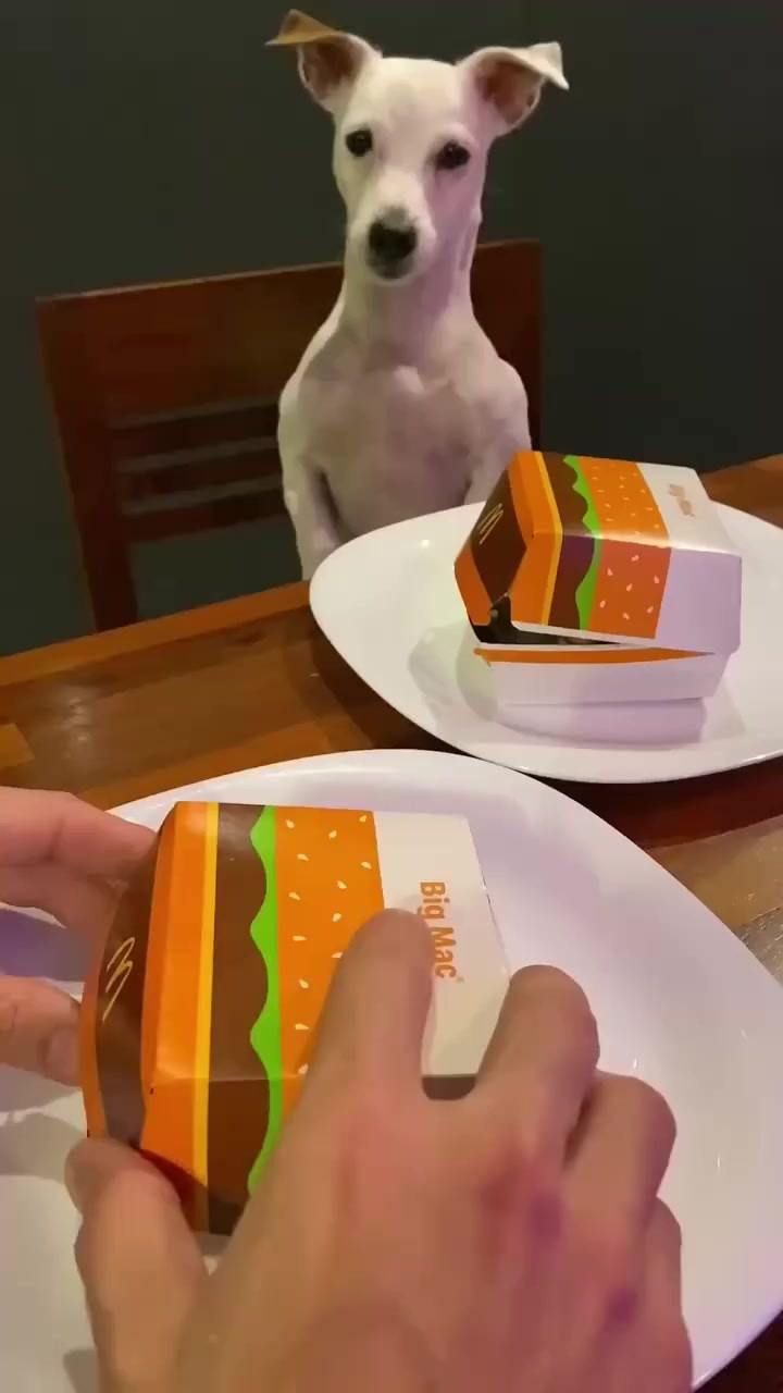 哈哈哈可爱的狗狗
