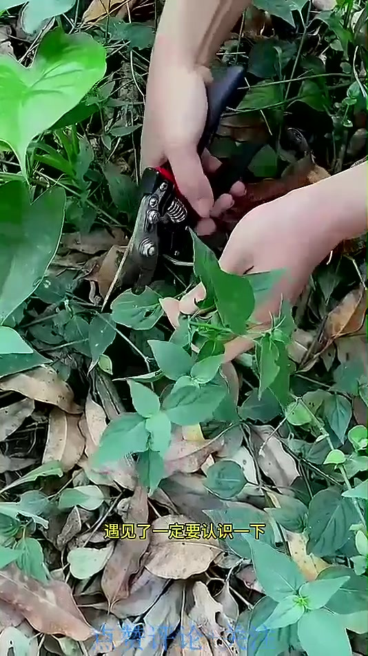 农村常见的狗肝菜，别名青蛇仔、路边青、岩冬菜，遇见采摘些回家