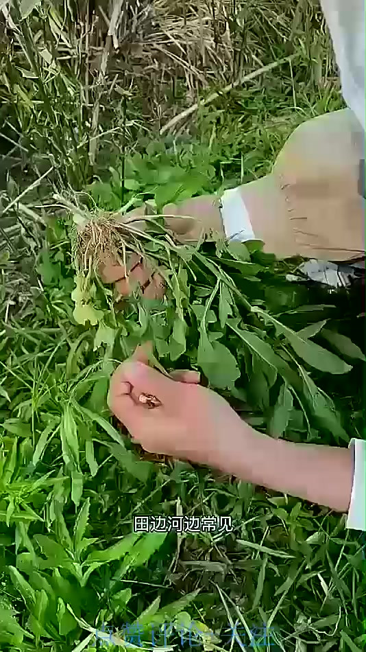 农村田野上的蔊菜，你知道吗？来了解一下吧