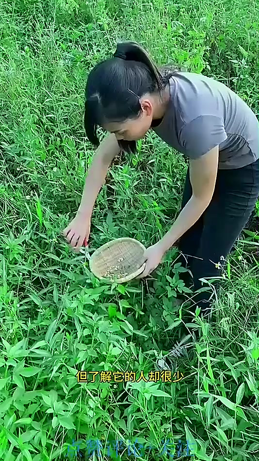 农村常见的白花鬼针草,又叫豆渣菜、金盏银盆,采摘些回家做花茶