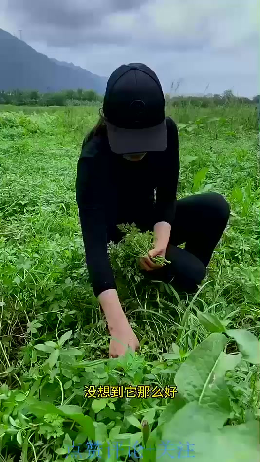 生长在低湿地的水芹,你了解吗