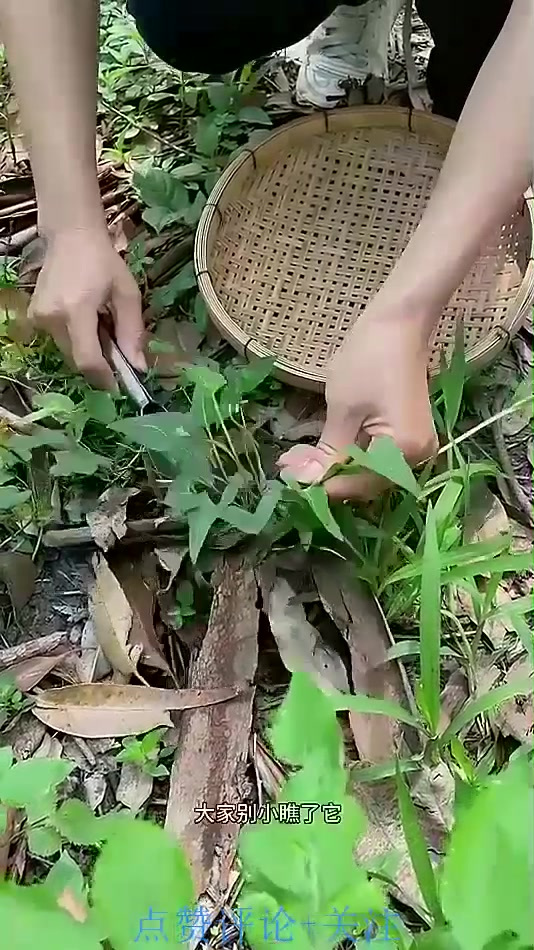 紫花地丁又叫犁头草、野堇菜,遇见采挖些