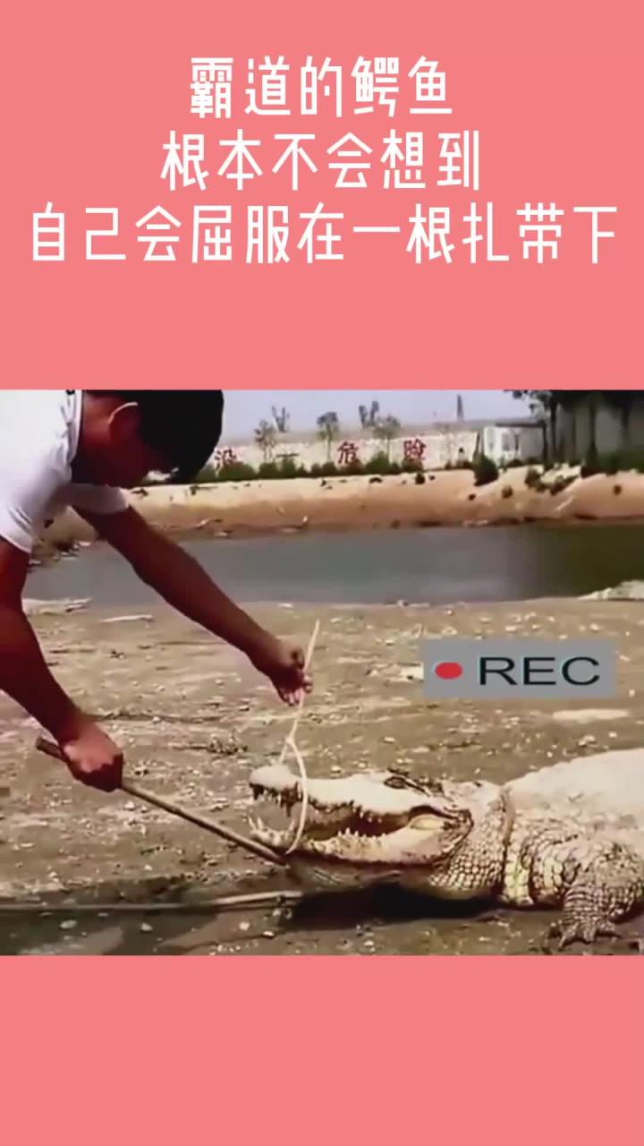 霸道的鳄鱼,根本不会想到,自己会屈服在一根扎带下!