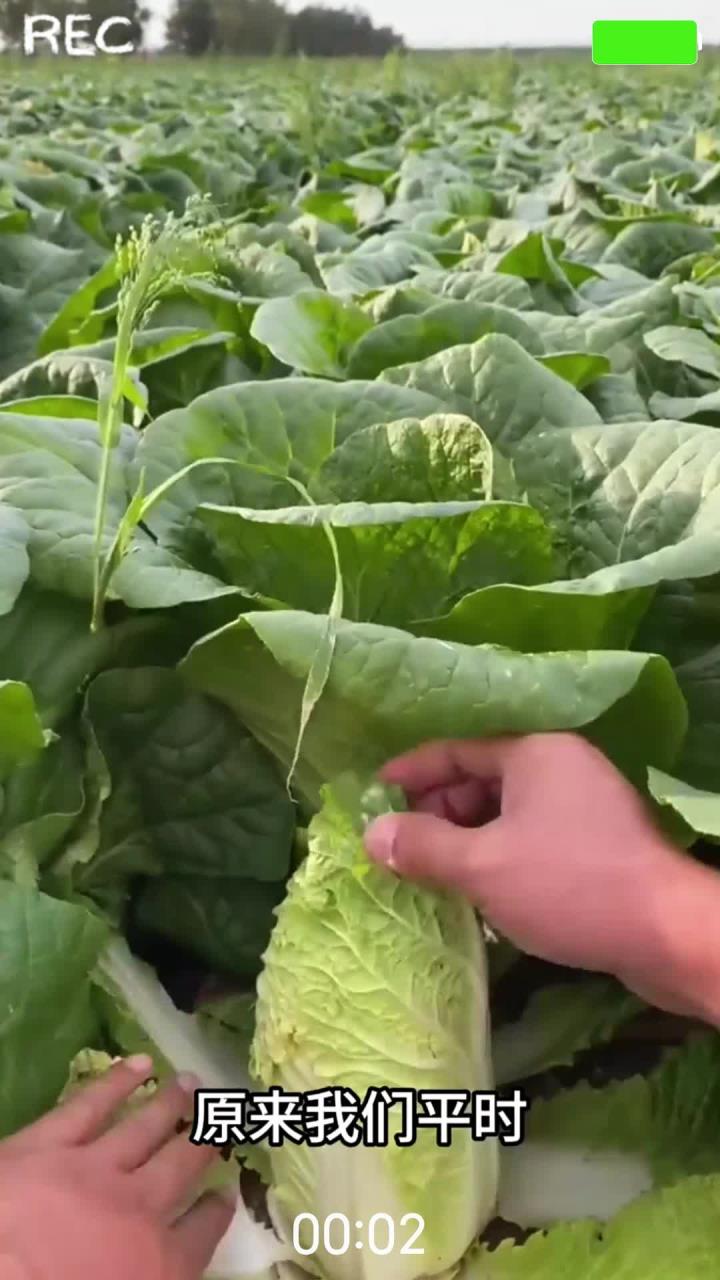 娃娃菜原来就是大白菜的菜心啊