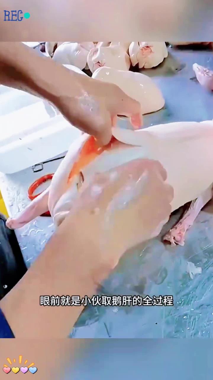 取鹅肝过程,鹅肝居然这么大