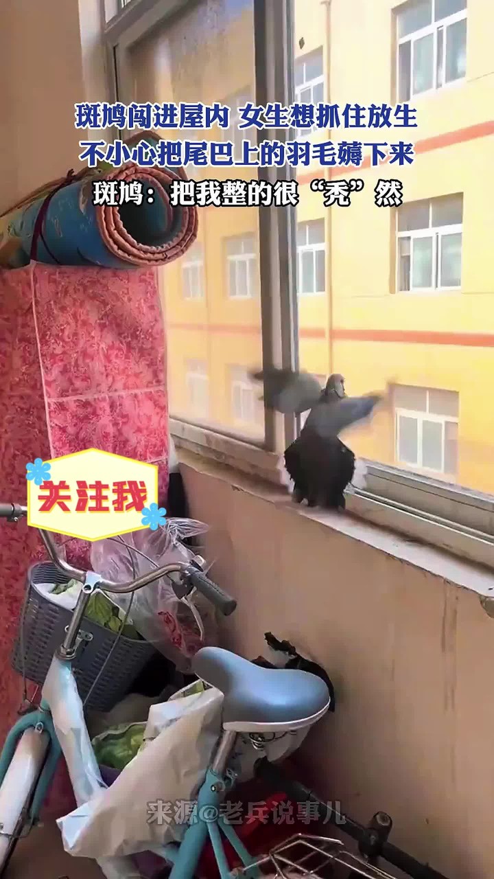 斑鸠闯进屋内,女生想抓住放生,不小心把尾巴上的羽毛薅下来