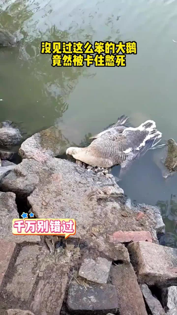 大鹅出去玩水，结果被卡住在水里给憋死