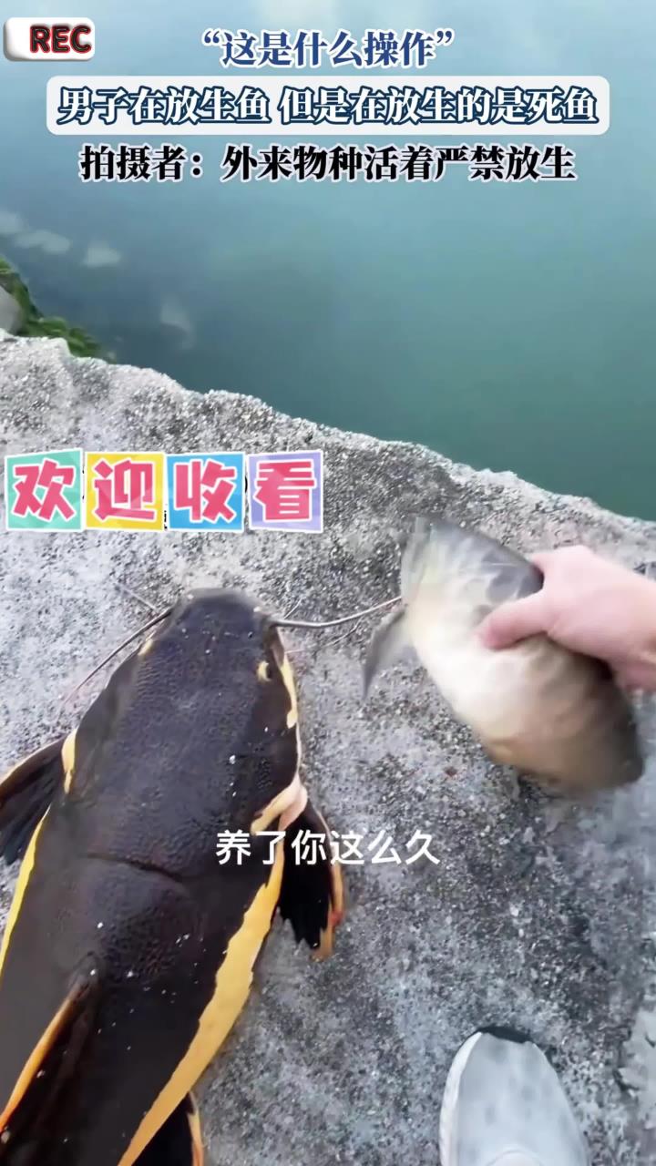 “这是什么操作”，男子在放生鱼，但是在放生的是死鱼