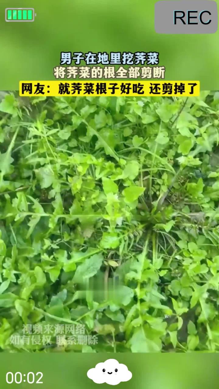 男子在地里挖荠菜，将荠菜的根全部剪断