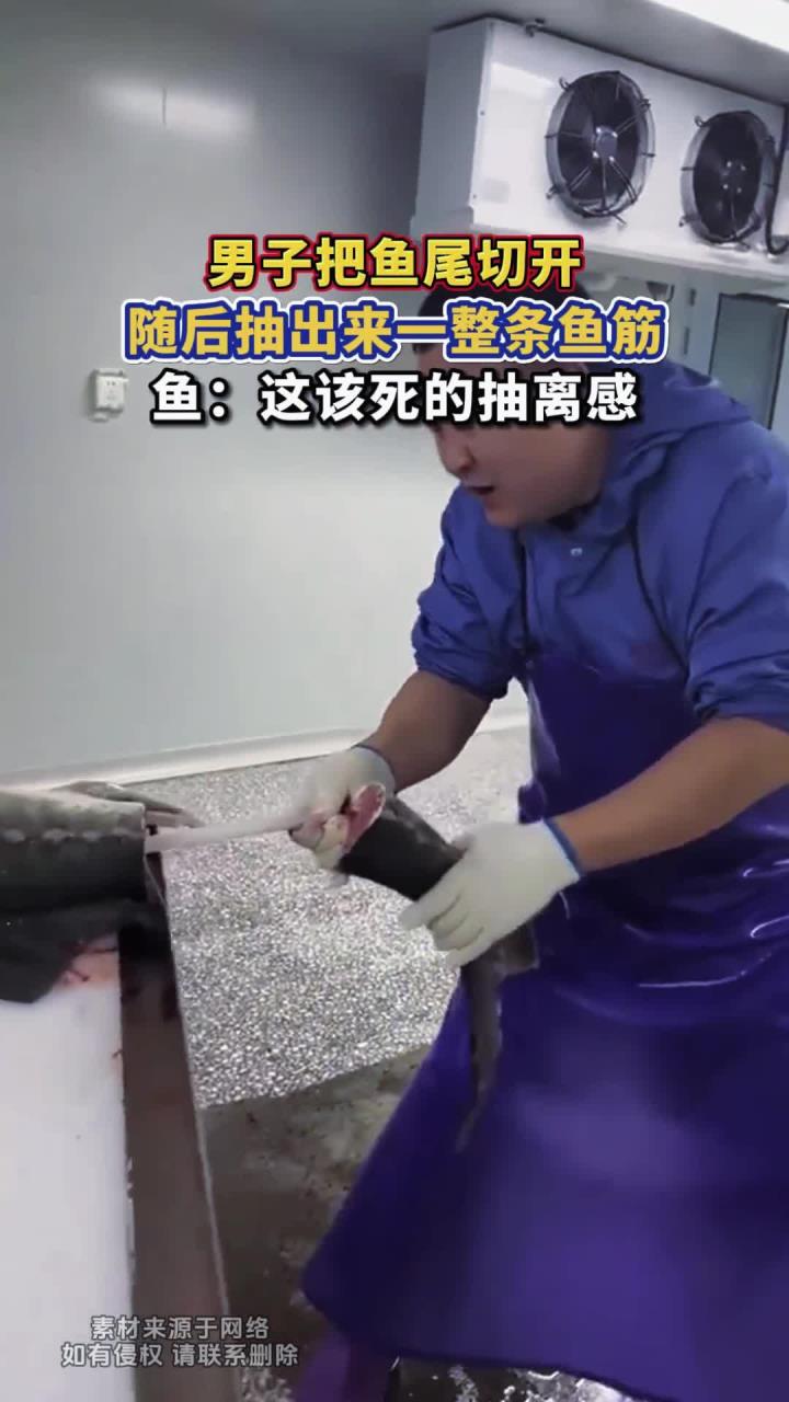 男子把鱼尾切开，随后抽出来一整条鱼筋，鱼：这该死的抽离感