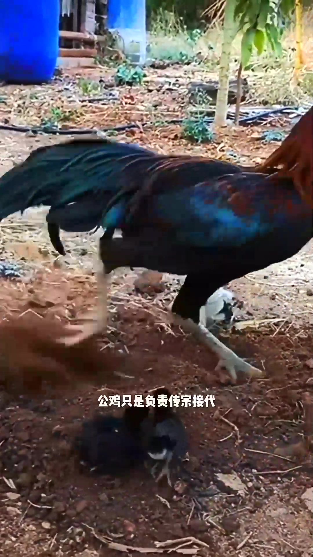  真是太阳从西边出来了,公鸡也会带鸡仔了