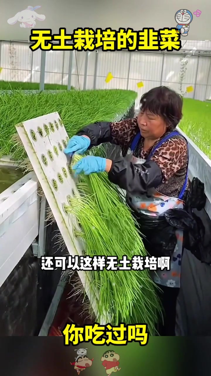  无土栽培的韭菜，你吃过吗？