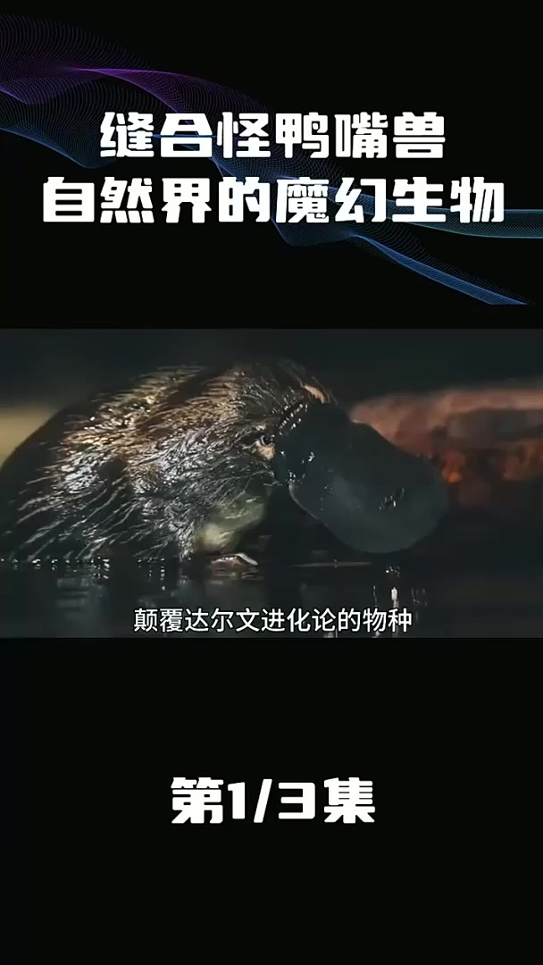 缝合怪鸭嘴兽颠覆进化论外形拼凑既能下蛋又能产奶