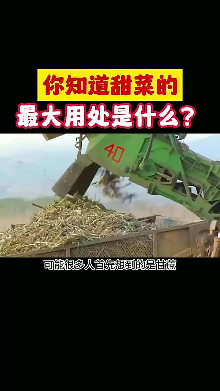 甜菜的神奇功效，快来了解它的多种用途！