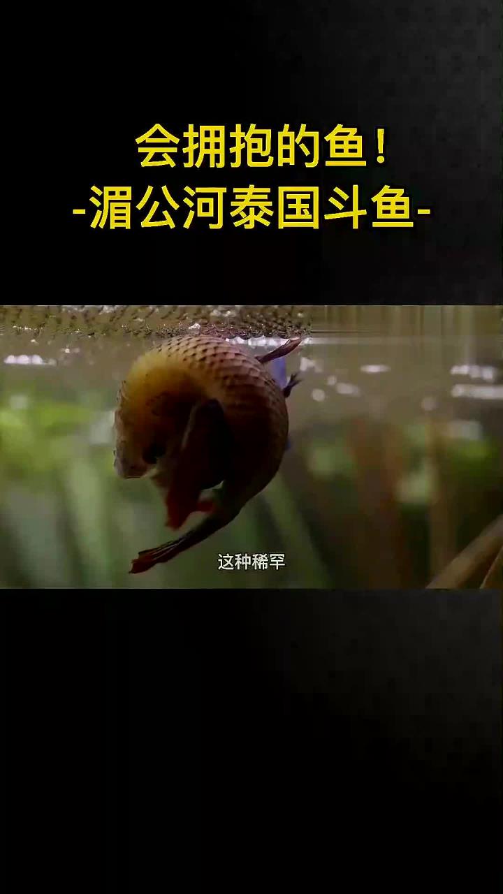 会拥抱的鱼:探秘湄公河的泰国斗鱼魅力与习性
