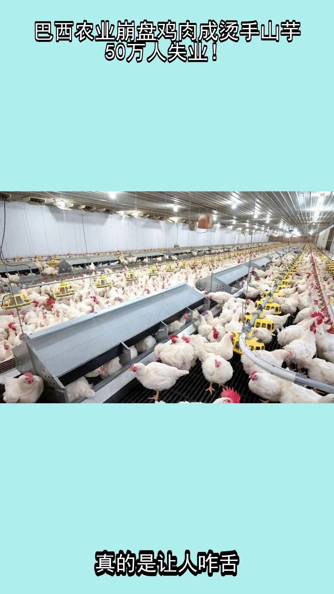 巴西农业崩盘,鸡肉成烫手山芋,50万人失业!