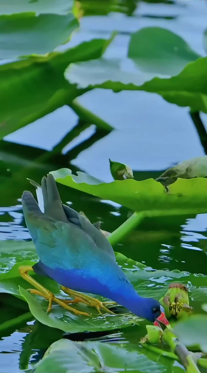 紫青水鸡:身披紫罗兰外衣的可爱觅食者