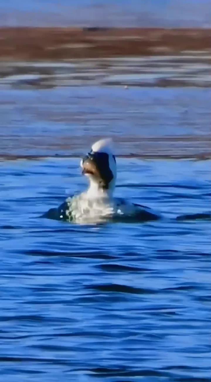 熊猫鸭在泥水中寻找美味泥鳅_0