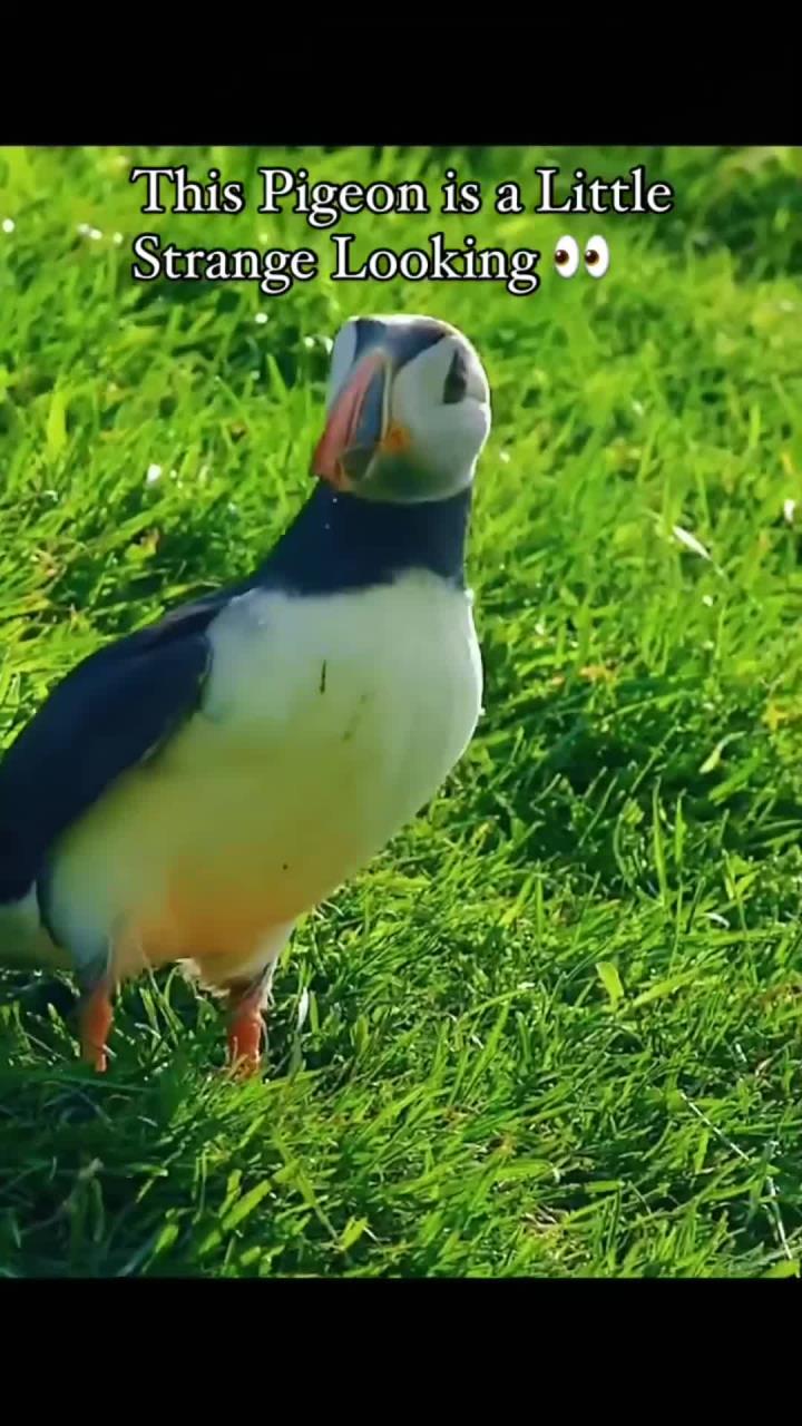 海雀竟是企鹅的祖先!