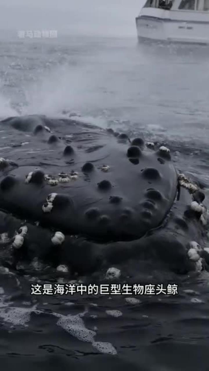 海洋生物鲸鱼,蓝鲸重达一百八十多吨,座头鲸则遭受藤壶困扰