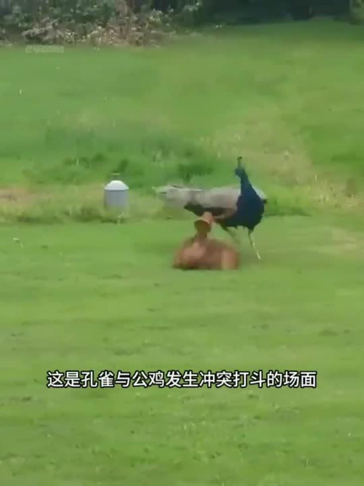 孔雀与公鸡发生较量