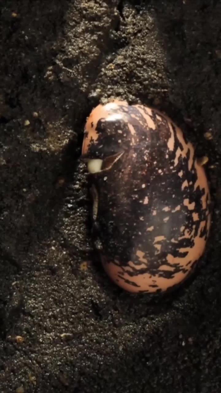 红花菜豆发芽全过程:24天的延时摄影带你见证自然奥秘