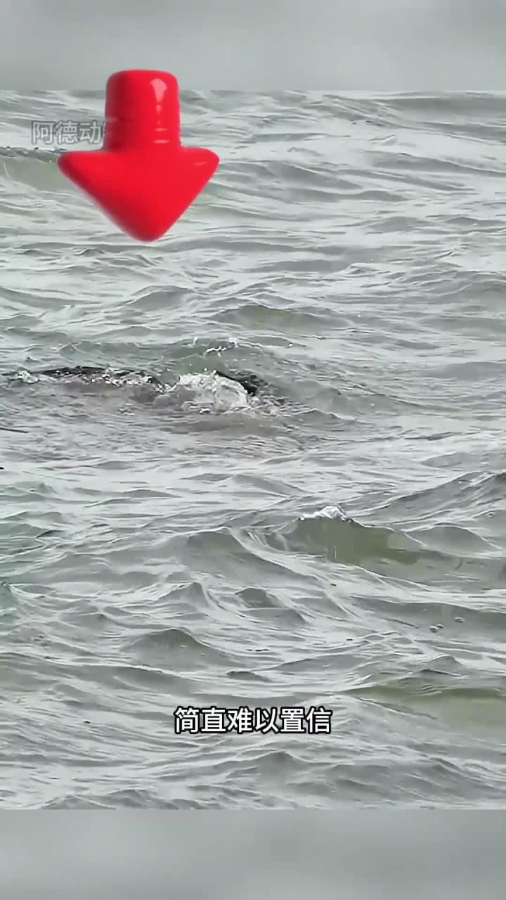 鱼鹰潜水捕鱼,褐鹈鹕悄悄伏击偷猎