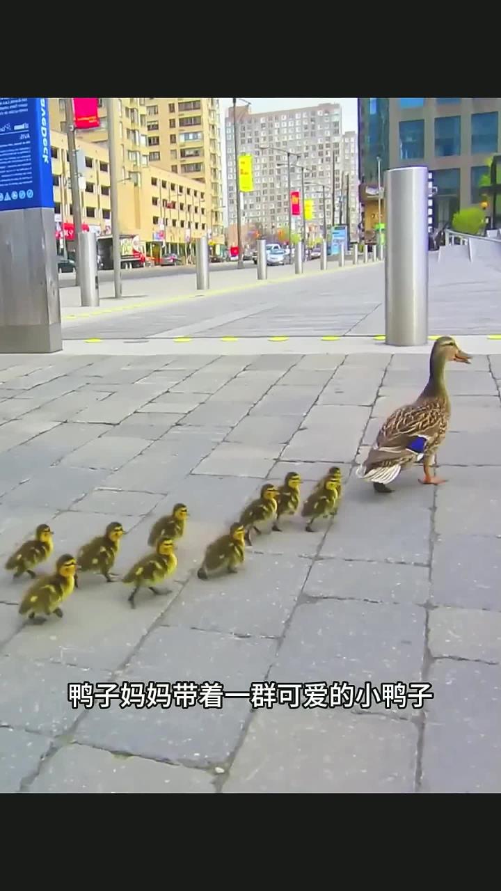 鸭子妈妈带幼崽穿越城市街道，幼崽不慎跌入河中