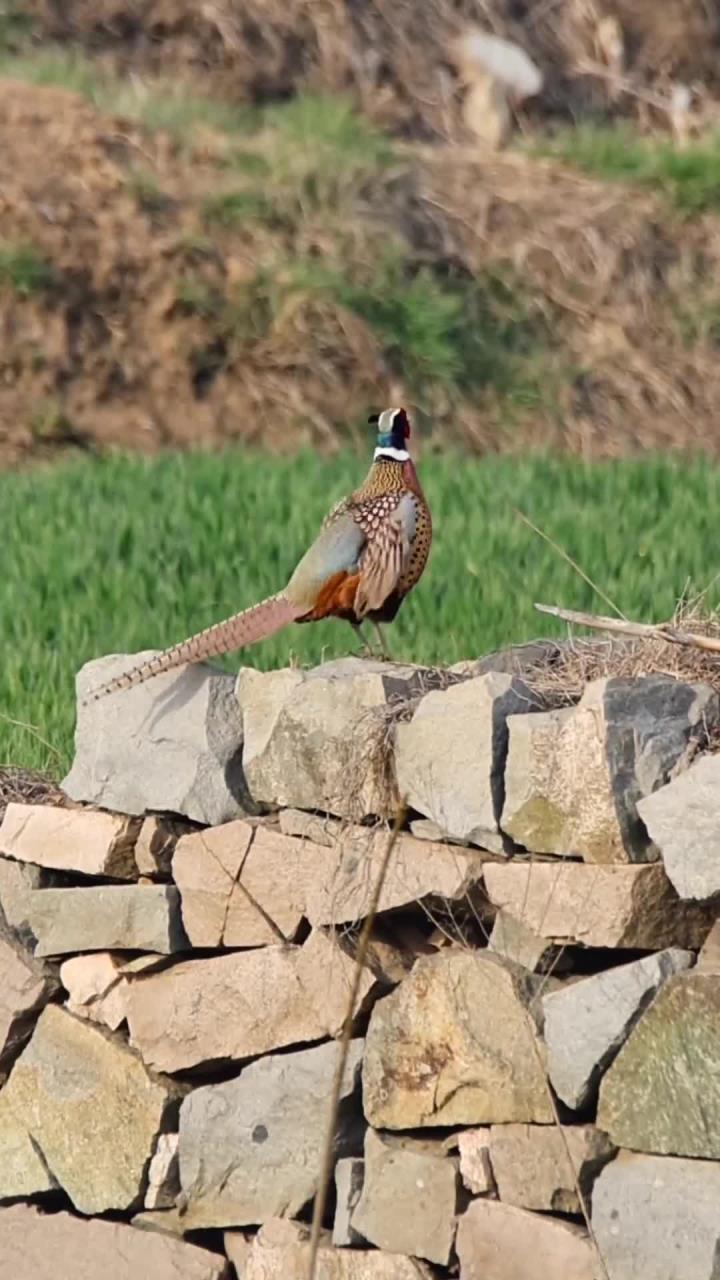 这些天主要见到公野鸡，母野鸡应该在窝里孵蛋了