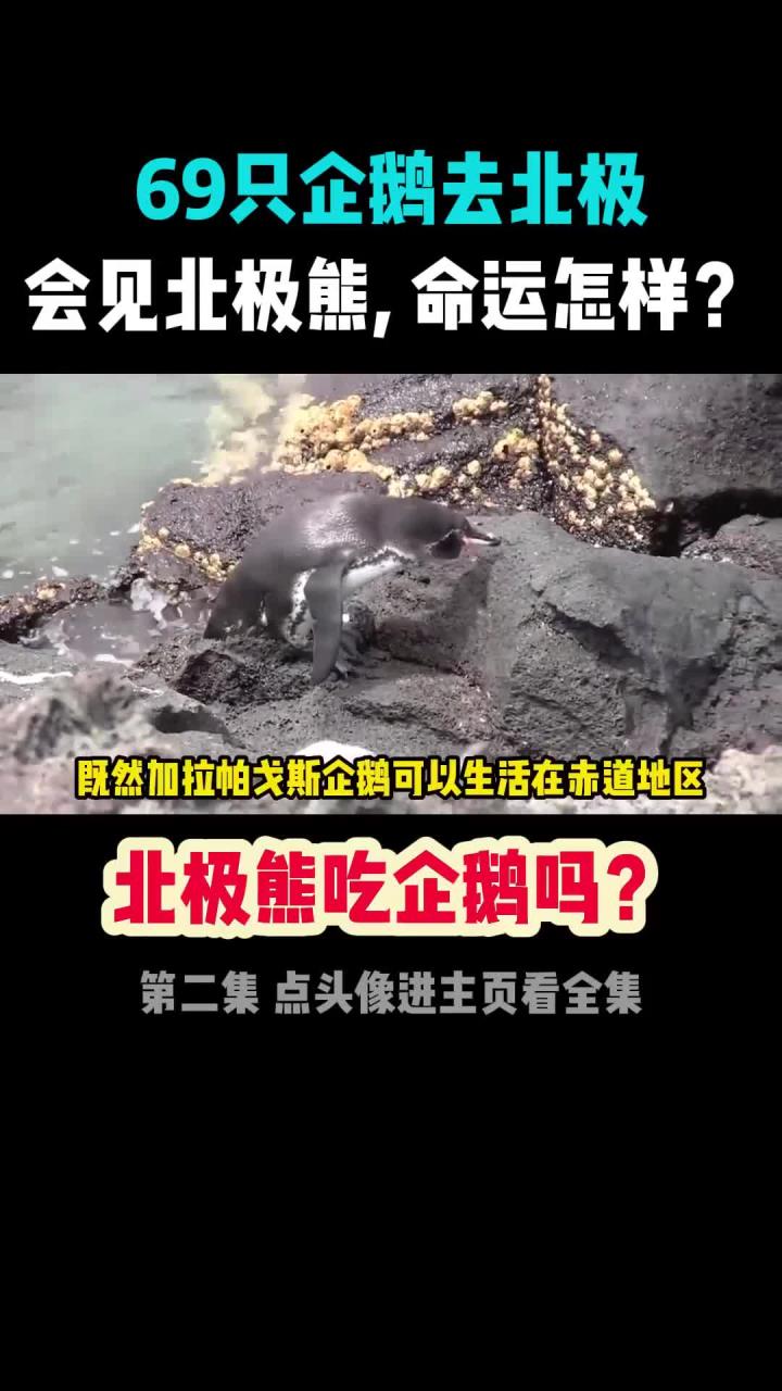 北极熊为何不吃企鹅?69只企鹅被送到北极后的惊人故事
