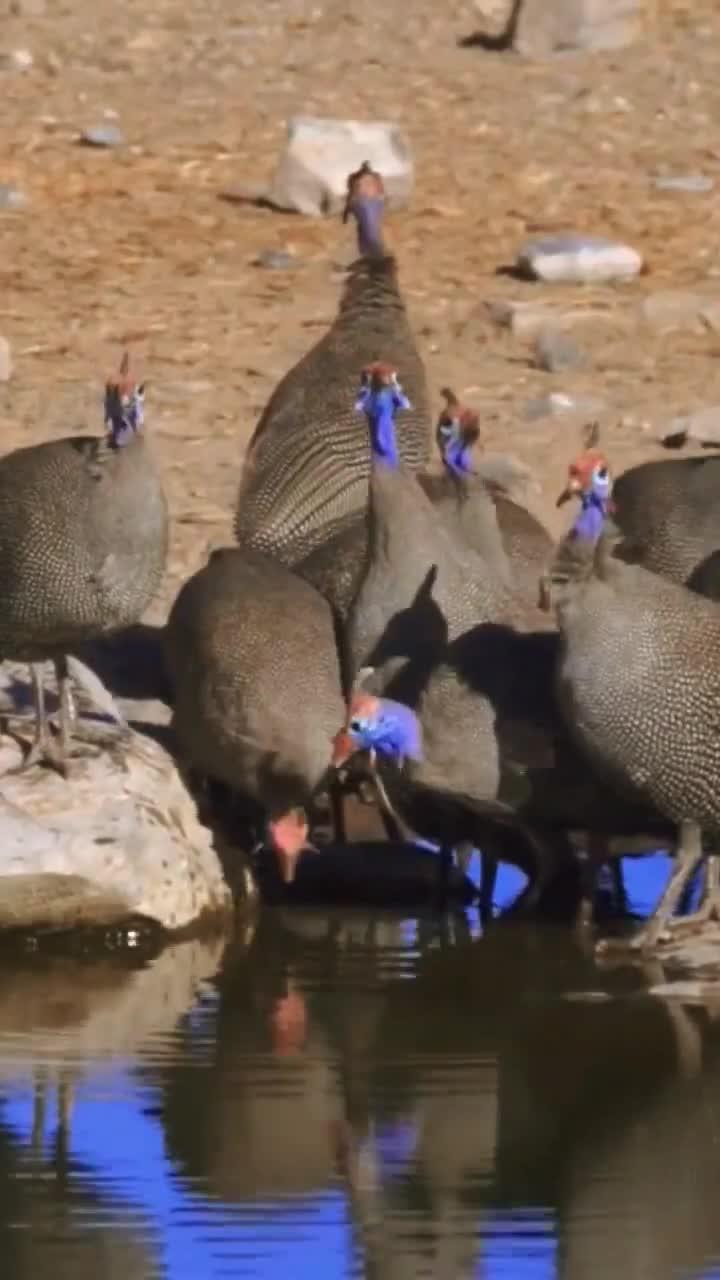珍禽叫声:头盔珍珠鸡的独特音律