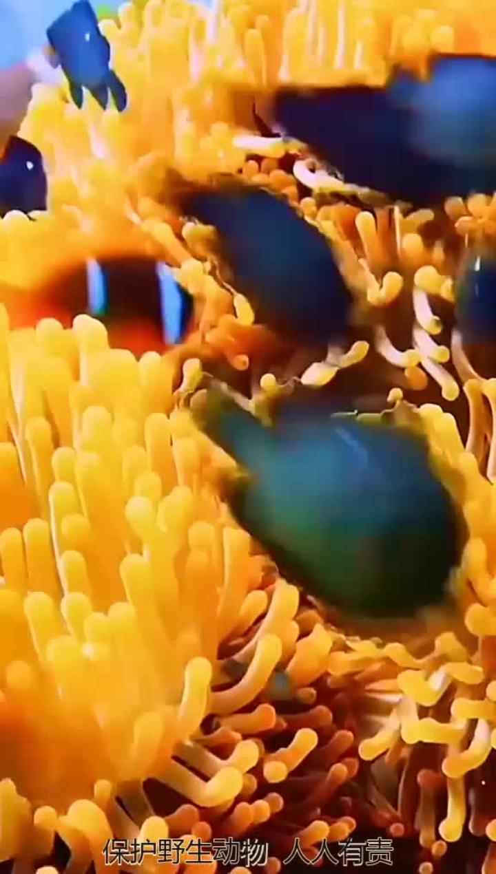 海底世界小丑鱼水下摄影