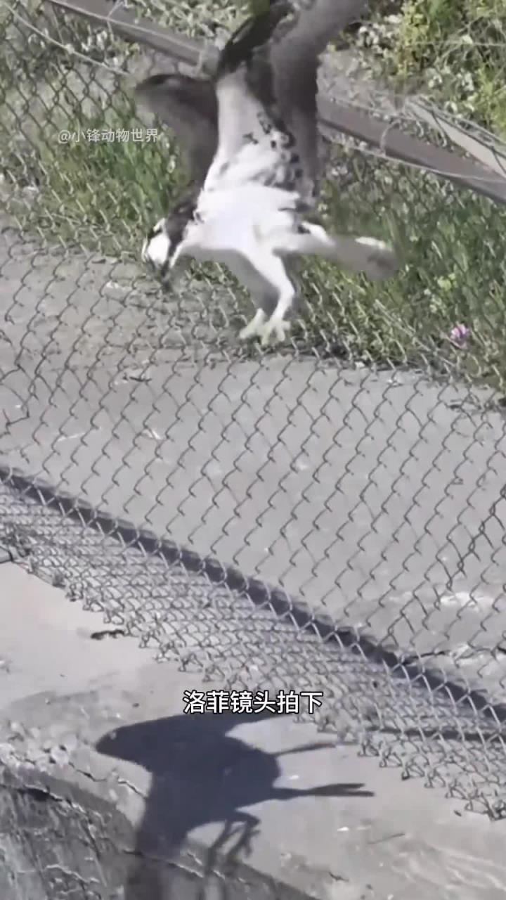 鱼鹰捕猎的精彩瞬间揭秘