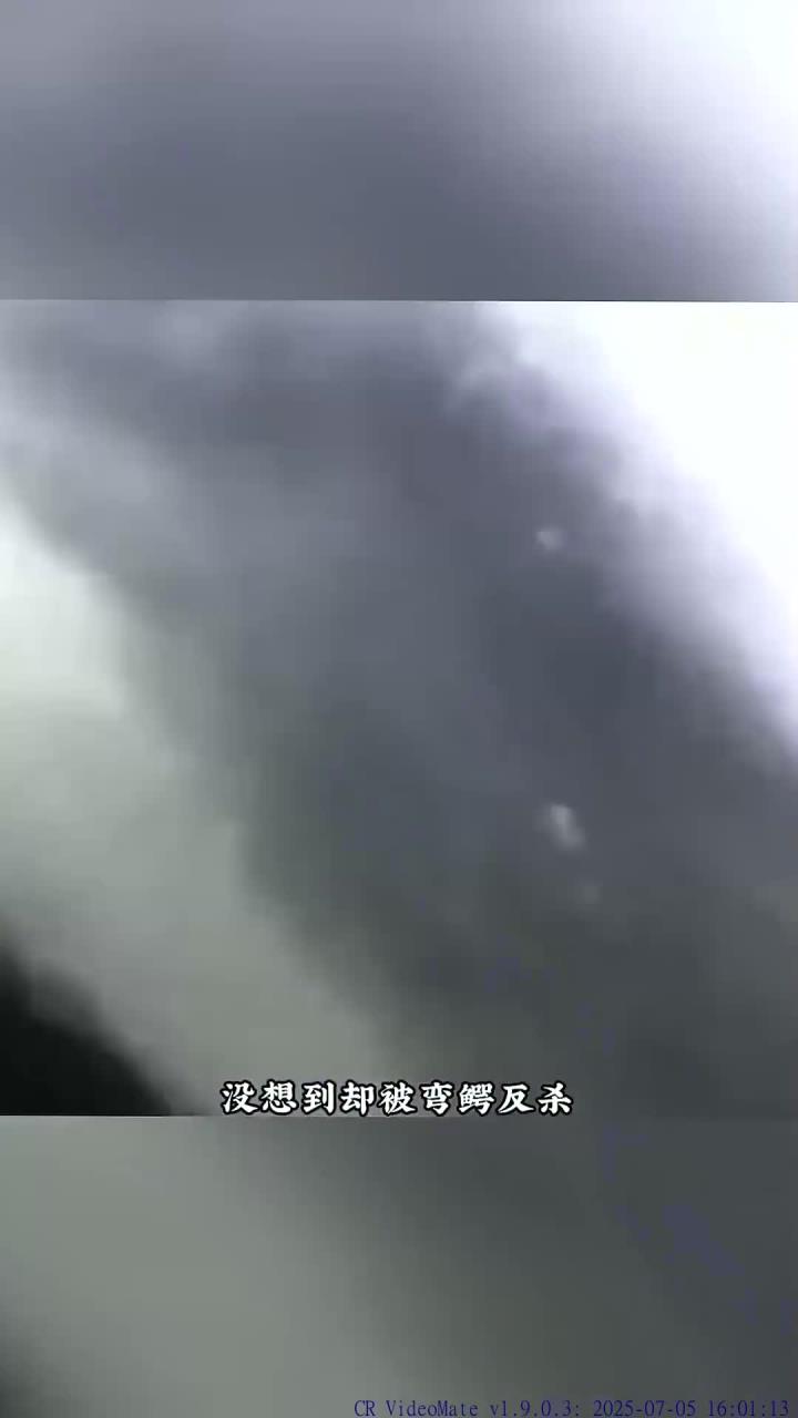 湾鳄斗大白鲨 一群大白鲨去捕猎一头湾鳄，却被湾鳄反杀，还被扯掉了鱼翅