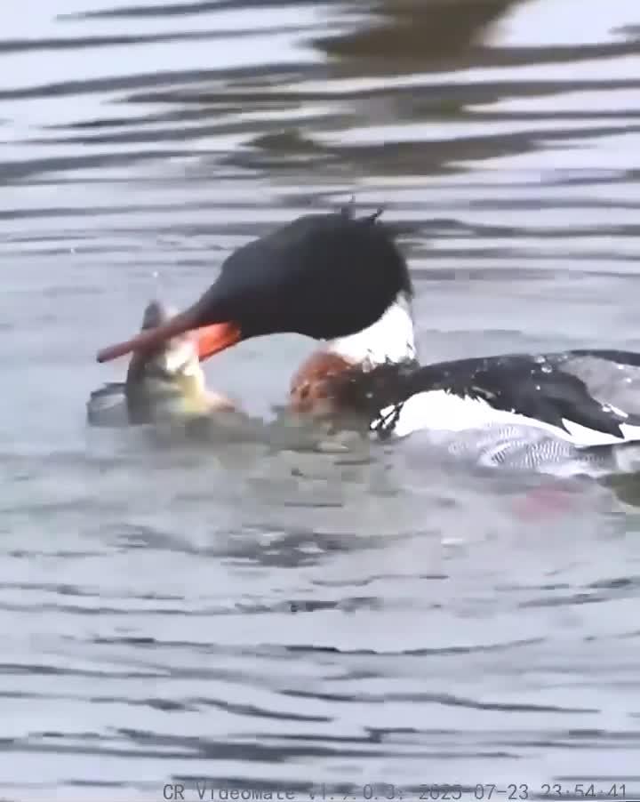 红胸秋沙鸭尽情享用美味盛宴的精彩瞬间