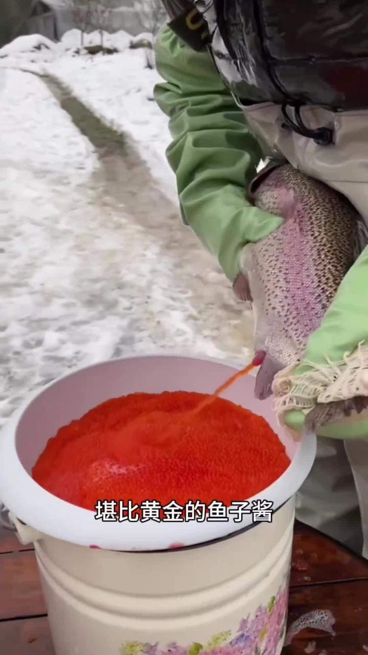 渔民从三文鱼肚子里挤出堪比黄金的鱼子酱,画面震撼!