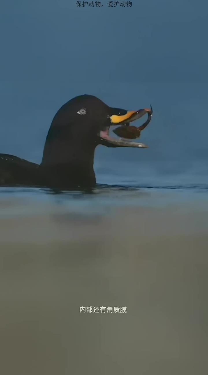 神秘而珍稀的绒海番鸭_3