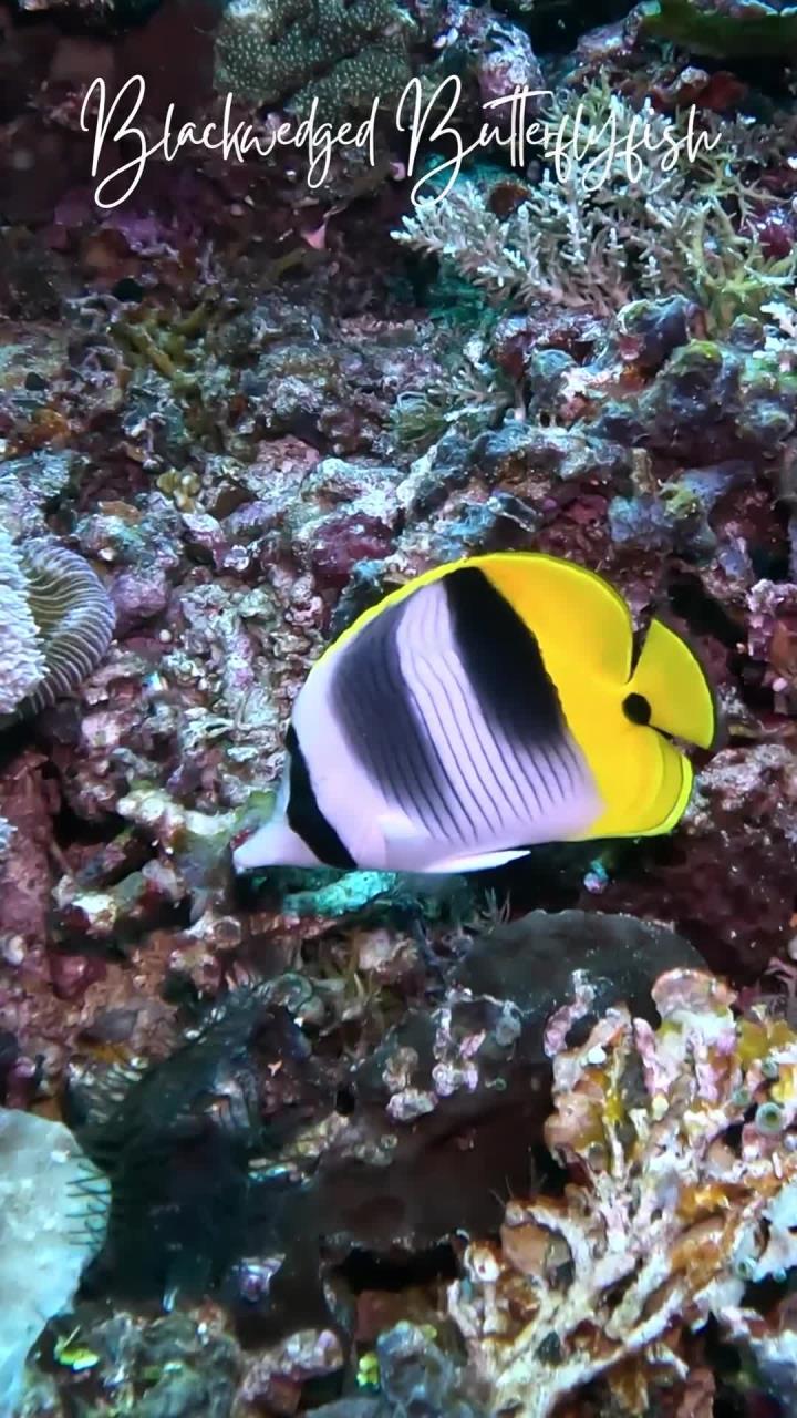 黑背蝴蝶鱼的奇妙世界