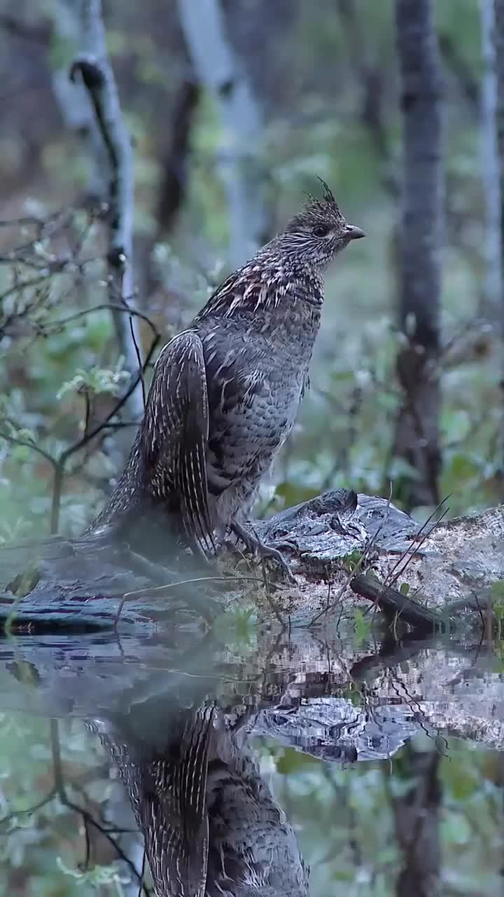 大家都让一让,我要起飞了。它叫榛鸡,俗称“飞龙”,在东北又有“树鸡”、“树榛鸡”