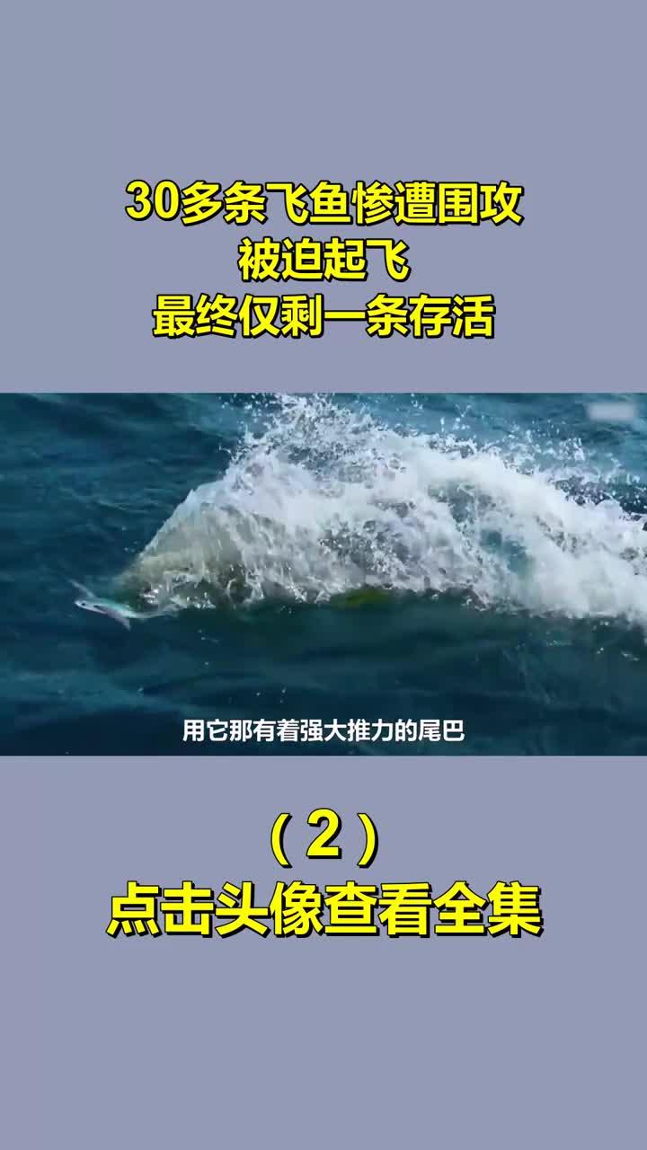 30多条飞鱼惨遭围攻,被迫起飞,最终仅剩一条存活2