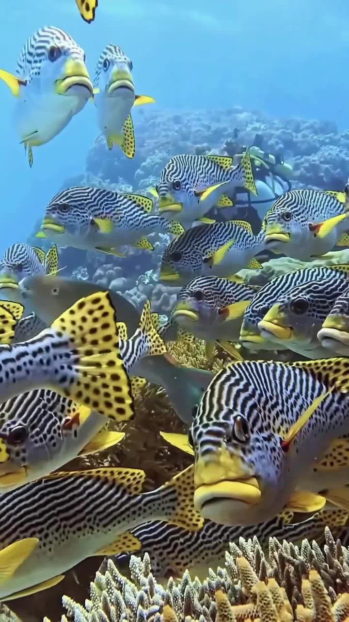 海底世界自由游动的鱼儿们