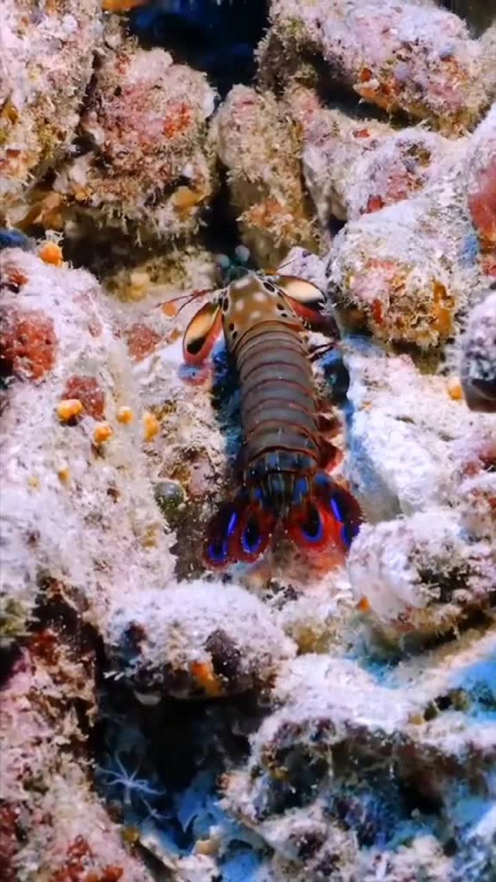 盛夏海边捡到五彩皮皮虾，你敢尝试吗