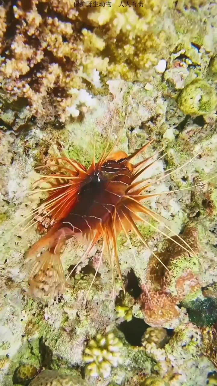 海底珊瑚礁鱼类,五彩斑斓的狮子鱼