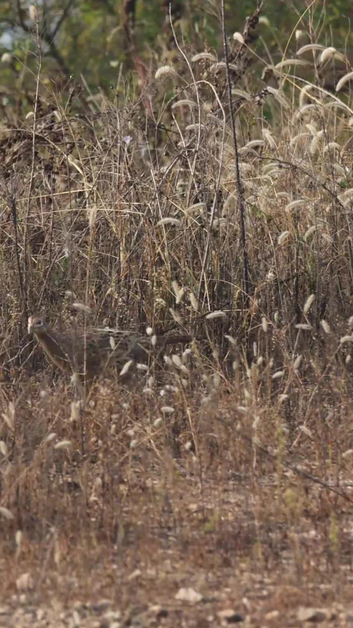 母野鸡性格 timid，初次见面时总是迅速逃跑