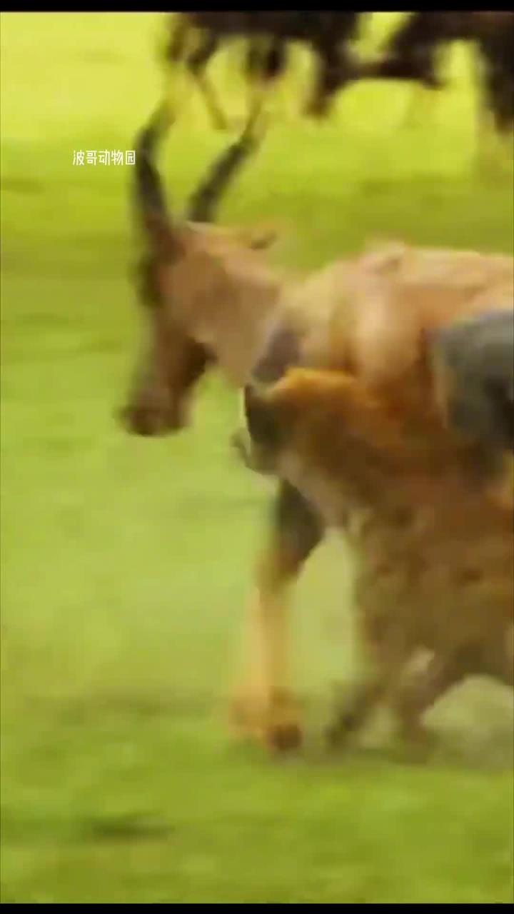 受伤动物在草原上的生存困境