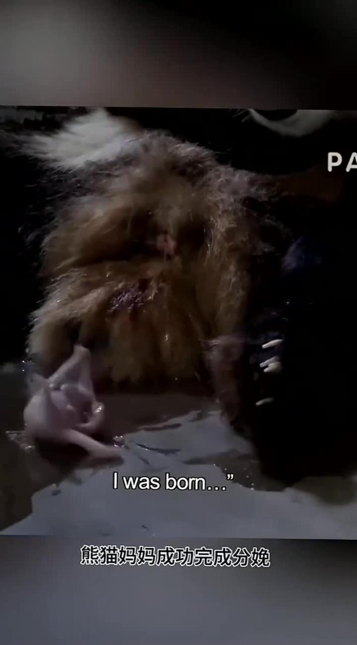 可爱的大熊猫精彩瞬间集锦