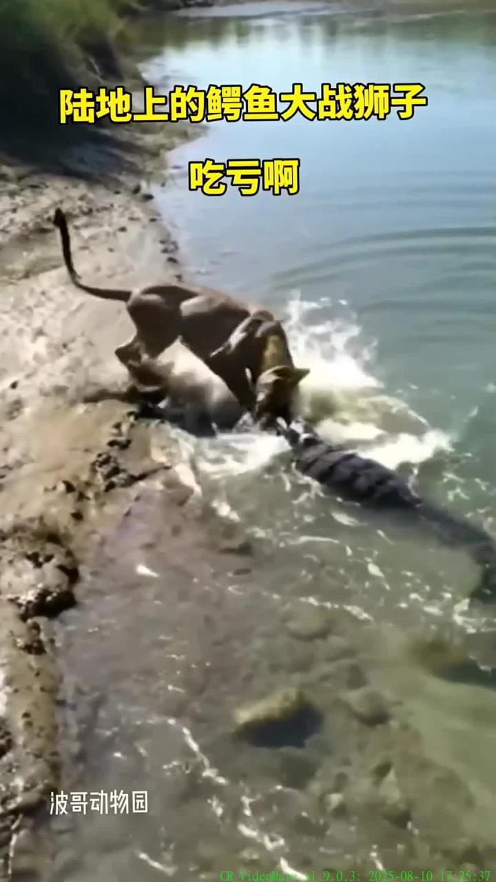 水中巨兽鳄鱼的惊人身姿